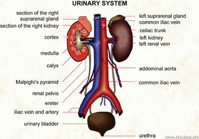 Urinary - Human Body Systems